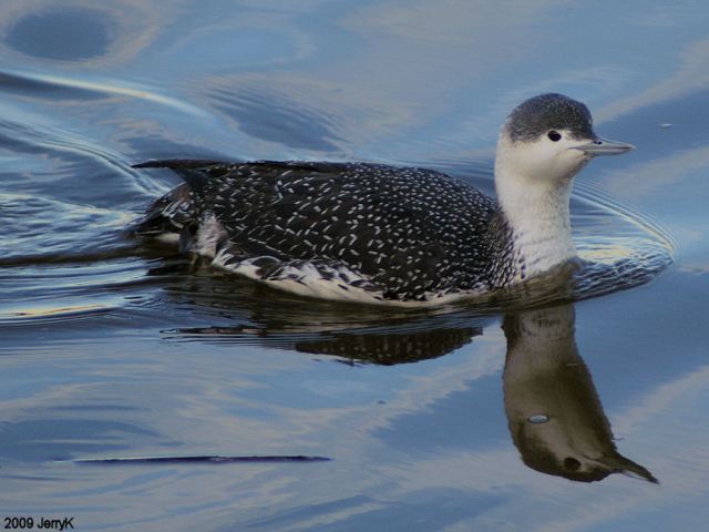 Red-throated Loon